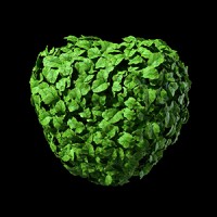 Spinach