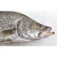 Mainstream Aquaculture Group