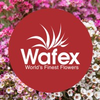 Wafex