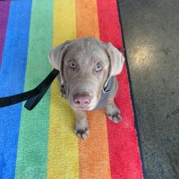 VCA Yaletown Animal Hospital