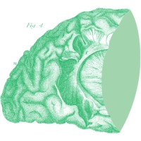 Anterior