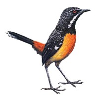 Rockjumper Birding Tours