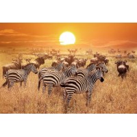 KALI'S TANZANIA