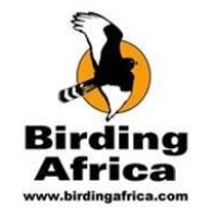 Birding Africa Tours and Cape Town Pelagics