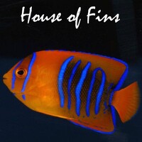 House of Fins