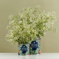 Edward Bulmer Natural Paint