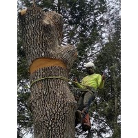 Four Seasons Tree Service