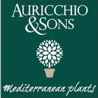Auricchio & Sons
