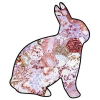 Zeta Corporation - Precision IVD Antibodies for Anatomic Pathology