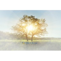 Overlook CARE Management