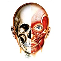 Ortodontia & Ortopedia Facial