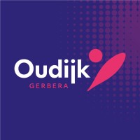 Oudijk Gerbera
